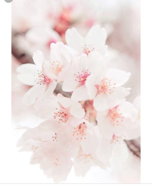 Нежные полевые цветы