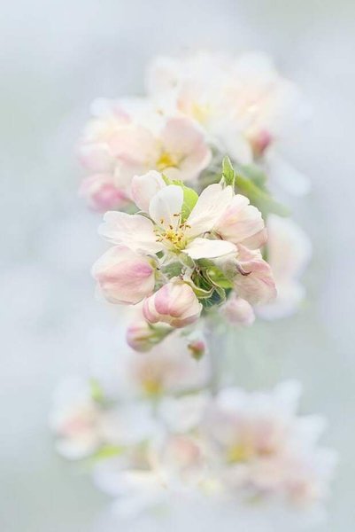 Нежность цветов