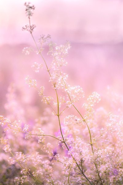 Нежные мелкие цветы