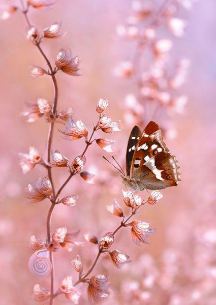 Нежные розовые цветы