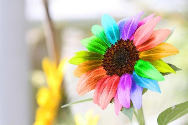 Цветы радуги