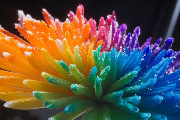 Яркие необычные цветы