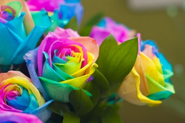 Цветок с разноцветными лепестками