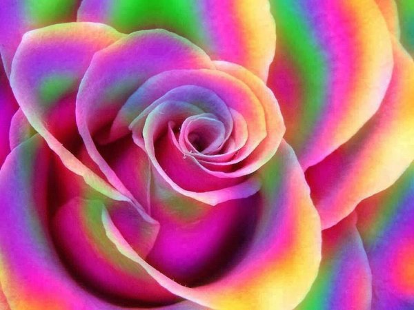 Розы всех цветов радуги