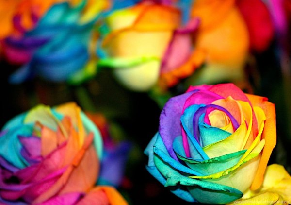 Радужная роза куст