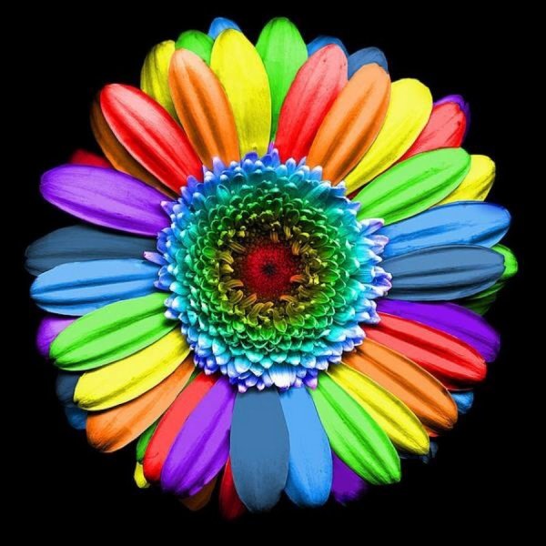 Разноцветные цветы