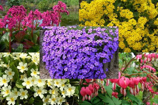 Цветы многолетники Лео