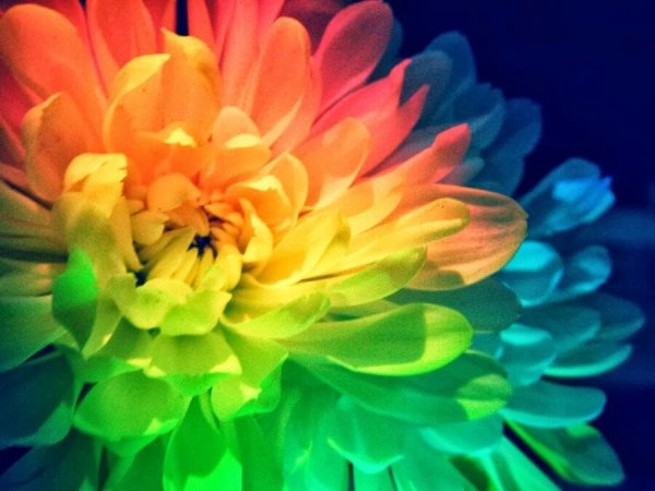 Радужный цветок с улыбкой