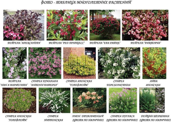 Цветы многолетники Матильда