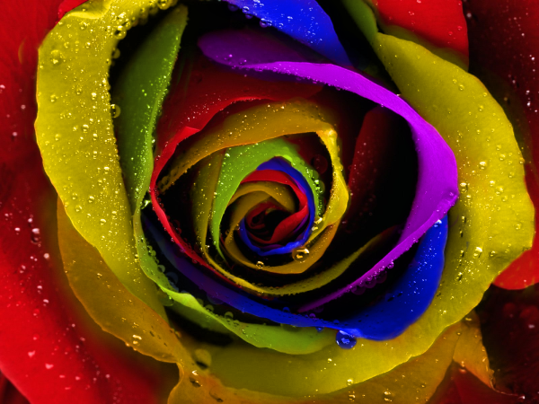 Цветные розы