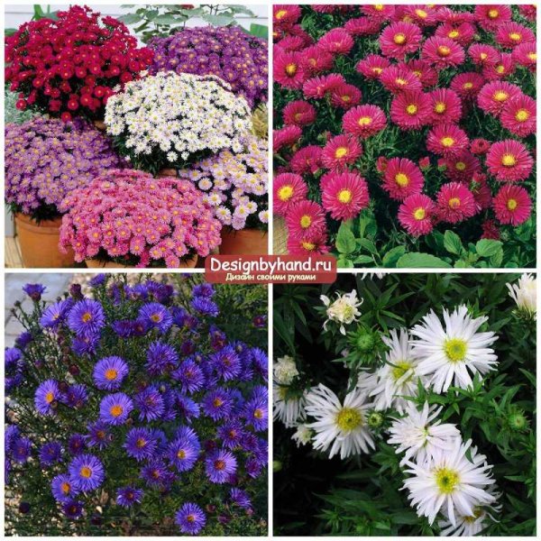 Флокс шиловидный Бавария