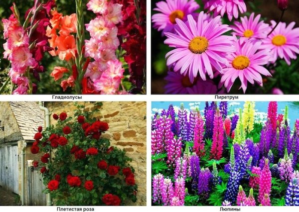 Цветы однолетники по алфавиту