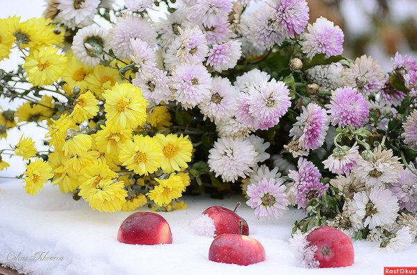 Поздние осенние цветы