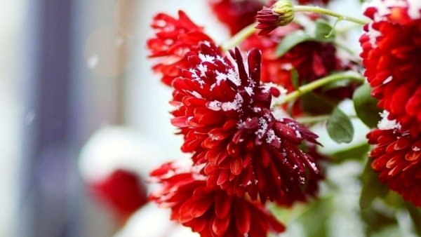 Цветы ноября