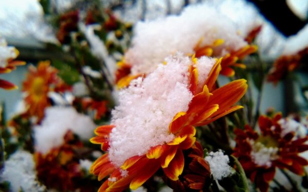 Снежная Хризантема Куньлунь