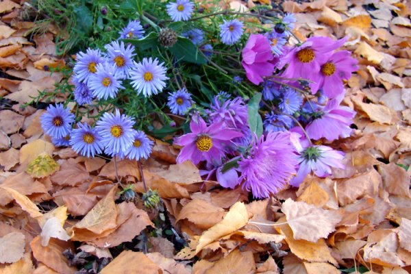 Цветы поздней осени