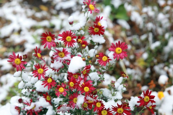 Осенние цветы в снегу