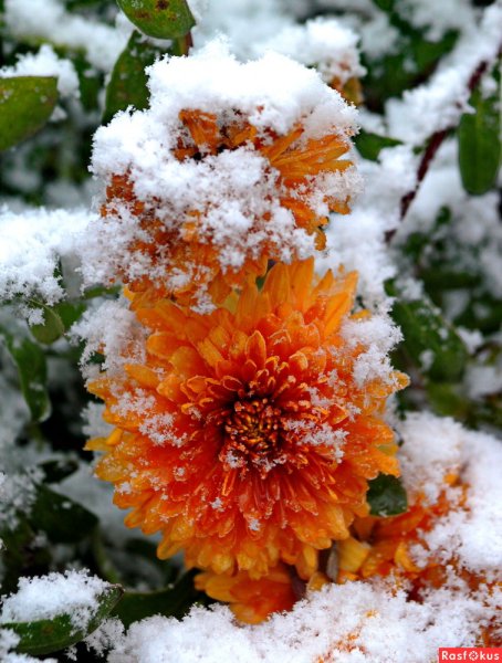 Первый снег