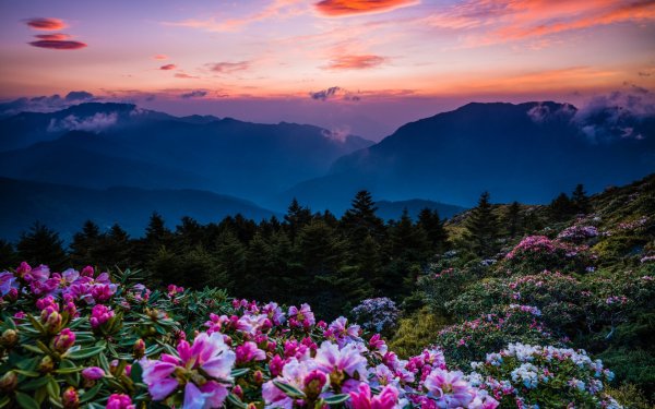 Красивые цветы в горах