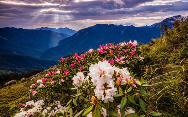 Рододендрон горный