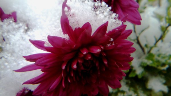 Снежная Хризантема