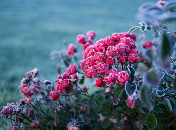 Куст розы в изморози