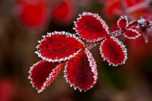 Красный цвет в природе