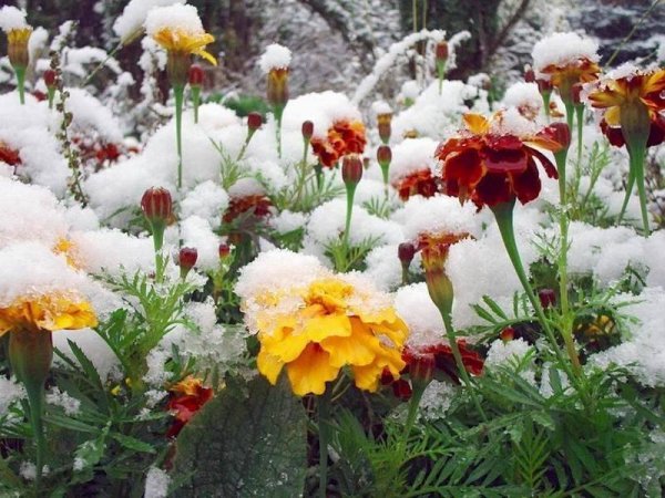 Заснеженные осенние цветы