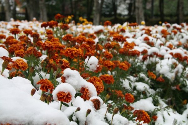 Осенние цветы под снегом