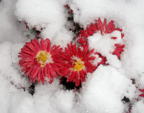 Цветы в снегу