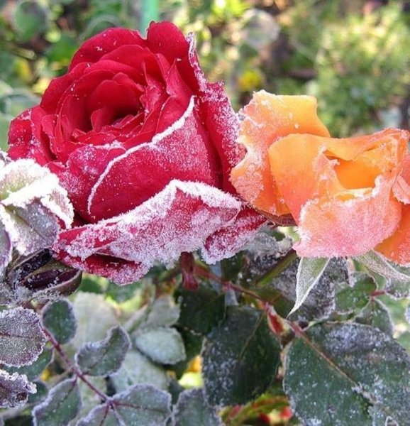 Ноябрьские розы