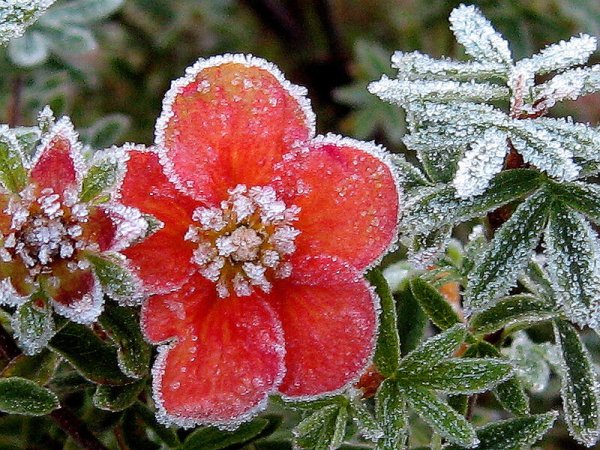 Лапчатка зимой