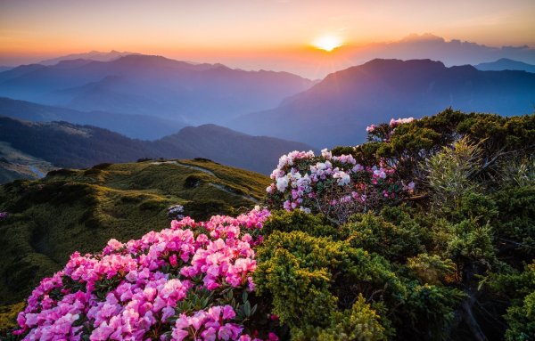 Рододендрон в горах Монти-Сибиллини