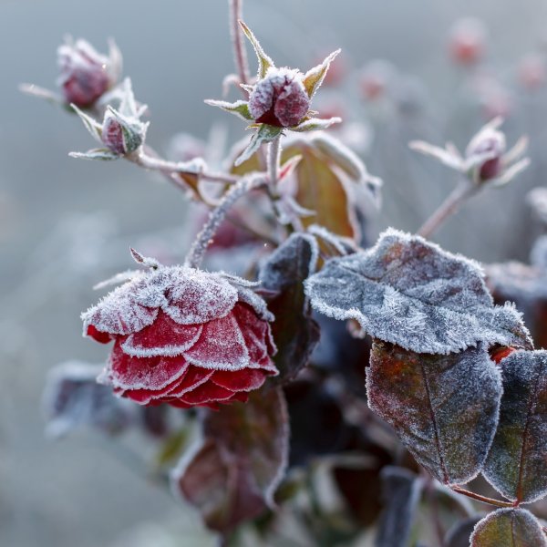 Обледеневшие растения