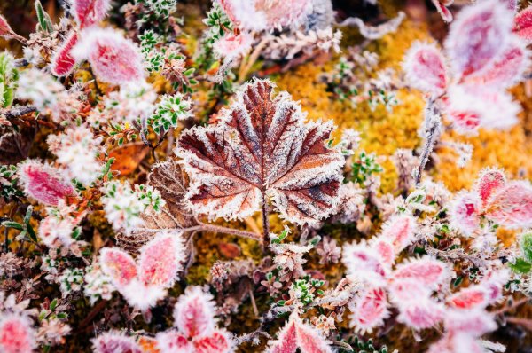 Первые осенние заморозки