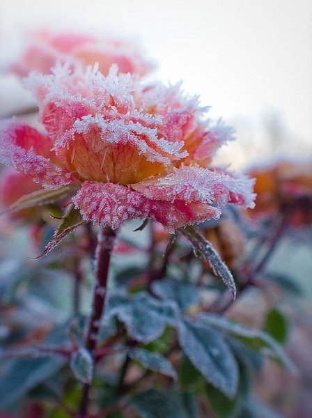 Цветы в инее