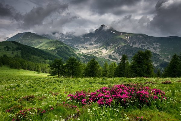 Долина рододендронов красная Поляна