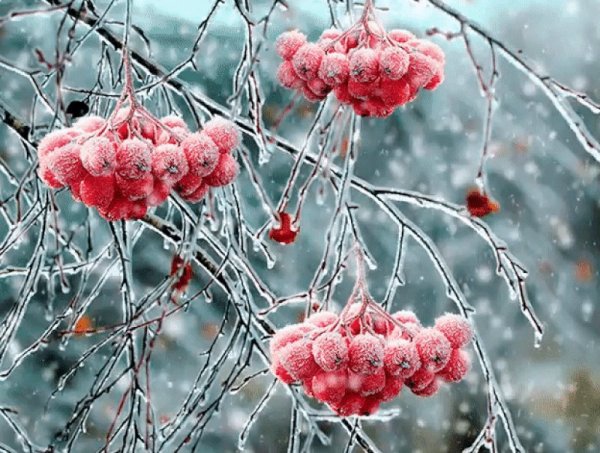 Рябина зимой