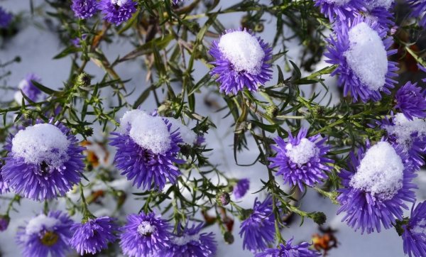 Астры в снегу