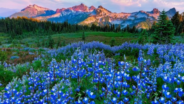 Горы в цветах