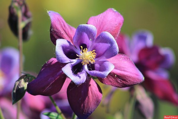 Аквилегия водосбор