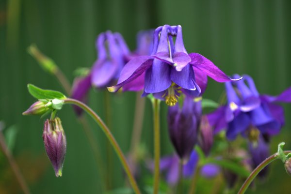 Аквилегия Тауэр