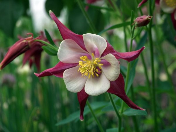 Водосбор Пиренейский