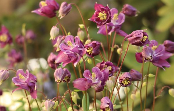 Цветы Аквилегия колумбийская