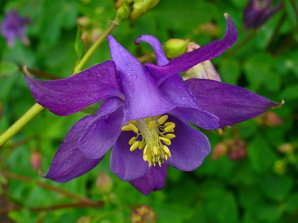 Водосбор цветок Аквилегия