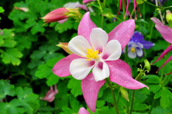 Аквилегия колумбийская