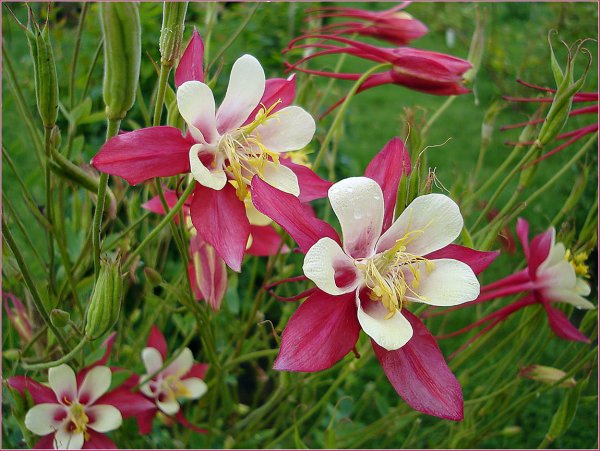 Аквилегия водосбор