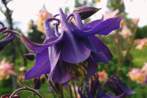 Аквилегия водосбор Орлик