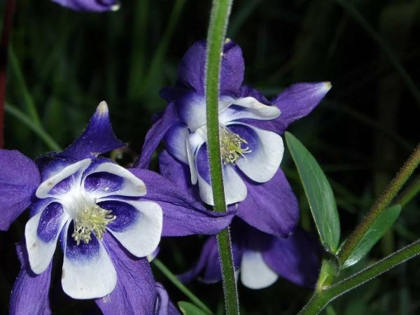 Аквилегия MCKANA Hybrids