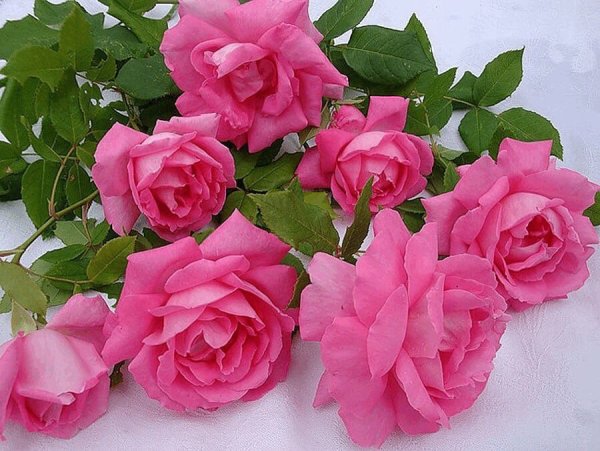 С днём рождения доченька цветы